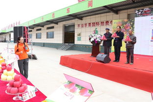 平凉苹果国际拍卖中心开市 助推果业高质量发展